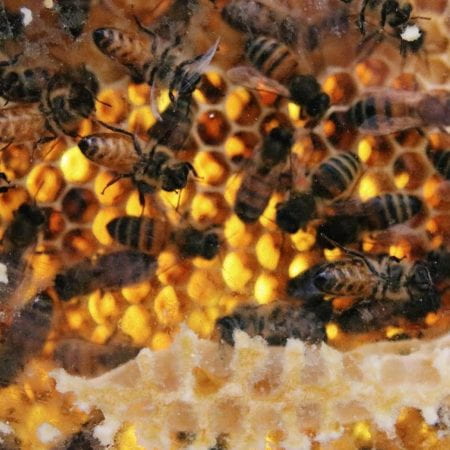 Image of honeybees on honeycomb