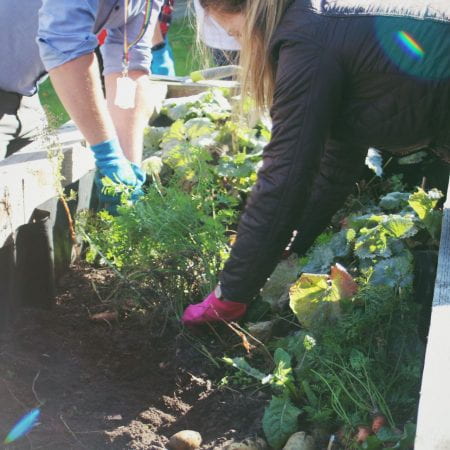 Image of staff members harvesting vegetables in the Kitchen garden planters.
