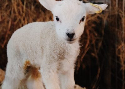 Image of a lamb stood on it's mum's back