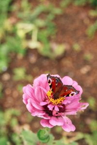 Image of a butterfly on a rose