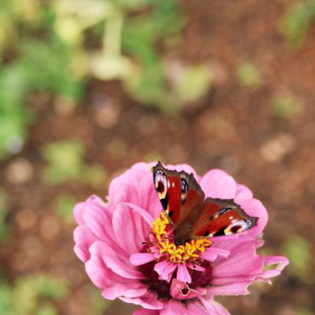 Image of a butterfly on a rose