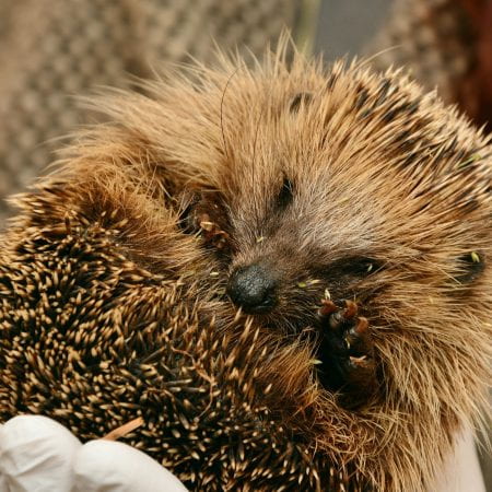Image of a hedgehog curled into a little ball, it is being held in a hand. There are grass seeds in it's spines