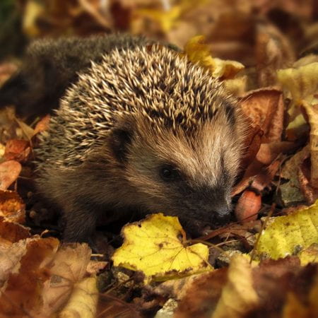Image of a hedgehog, a small prickly mammal, in leaves