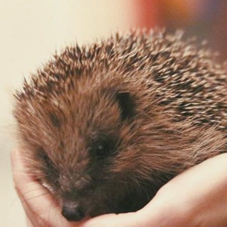 Image of a hedgehog in a person's hands