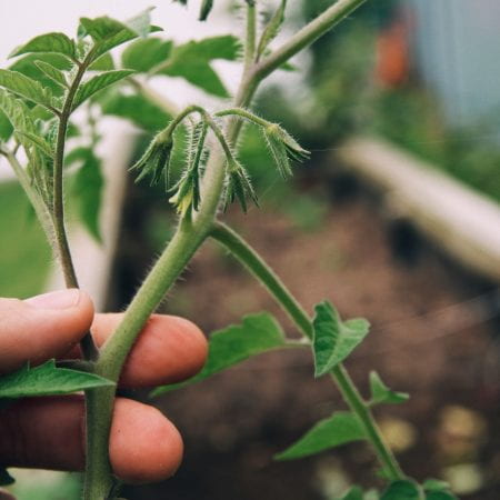 Image of a hand holding a tomato plant