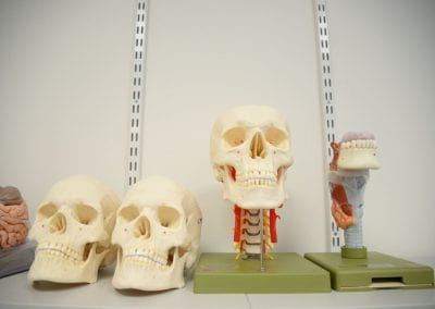 Image of model skulls