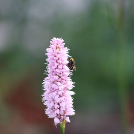 Image of a bumblebee on a pink flower