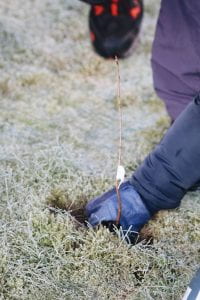 Image of a hand planting a sapling into frosty ground