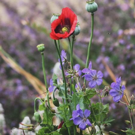 Image of some purple and red flowers