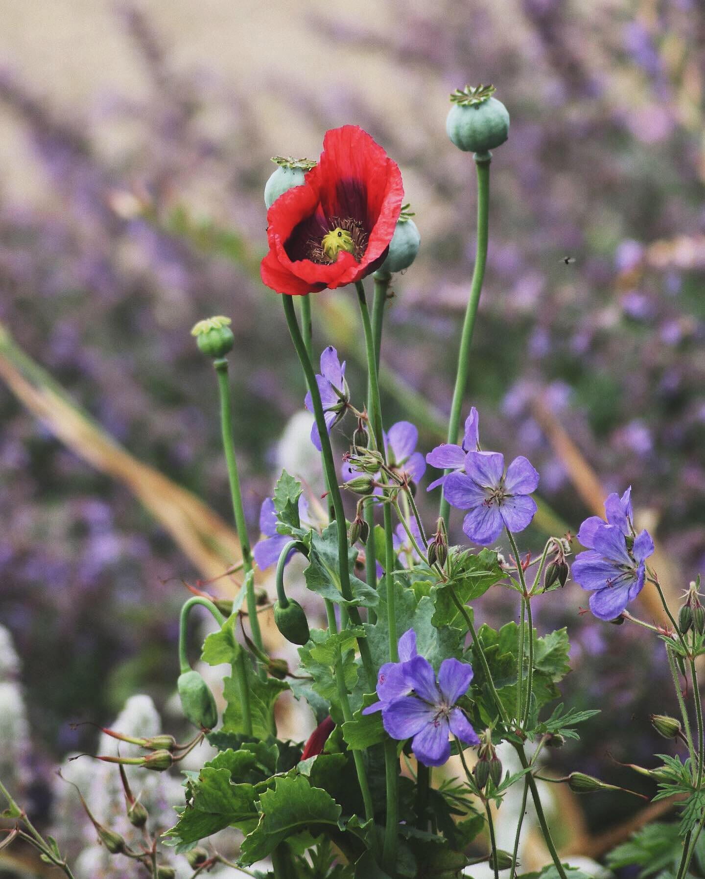 Image of some purple and red flowers
