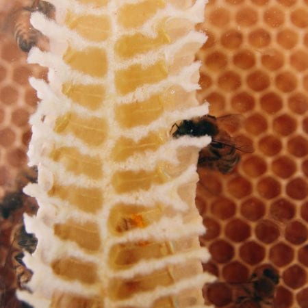 Image of honeybees in honeycomb