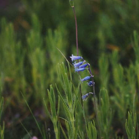 Image of blue bell shaped flowers against grass
