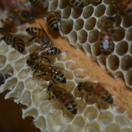 Image of bees in honeycomb