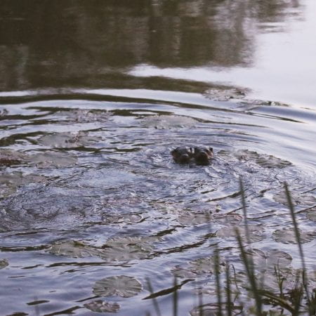 Image of two otters peeping out of the water and lilypads