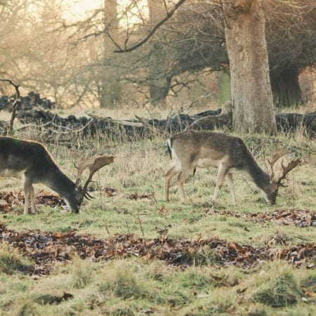 Image of two stags grazing in amongst the sunset in a woodland