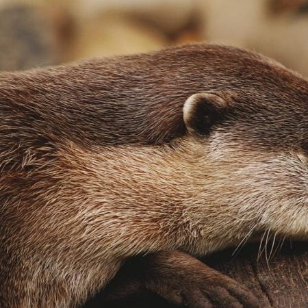 Image of an otter, a brown coloured mammal with a pale throat and chest and small round ears.