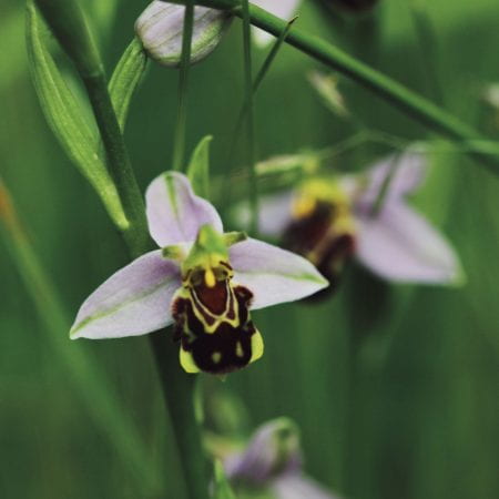 Image of a bee orchid, a pale purple petalled flower with a bee looking landing pad.