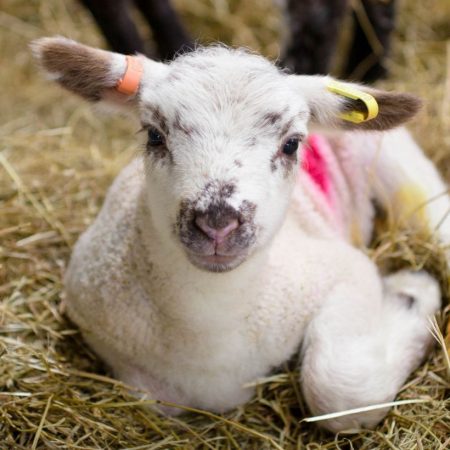 Image of a lamb laid down in a feeding station