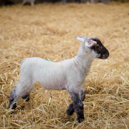 Image of a lamb with a dappled face and black legs
