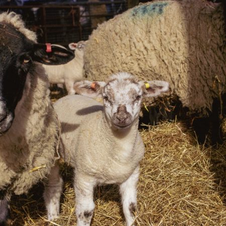 Image of a lamb with a dappled face with its mother ewe