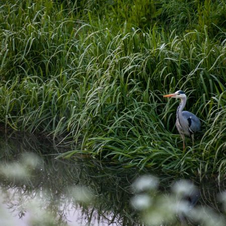 Image of a heron peering through the reeds