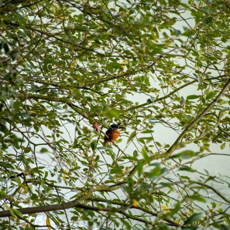 Image of a small blue and orange bird in a tree