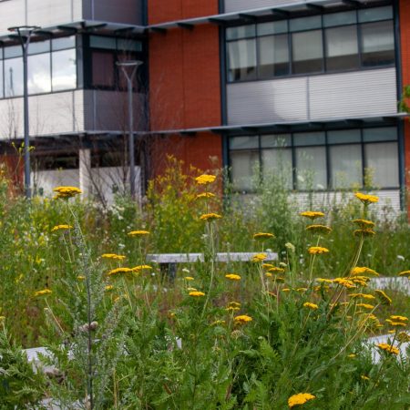 Image of a University brick and glass building with yellow and green wildflowers in the foreground