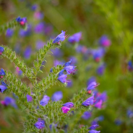 Image of purple and blue spikey flowers