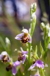 Bee Orchid from the kitchen garden