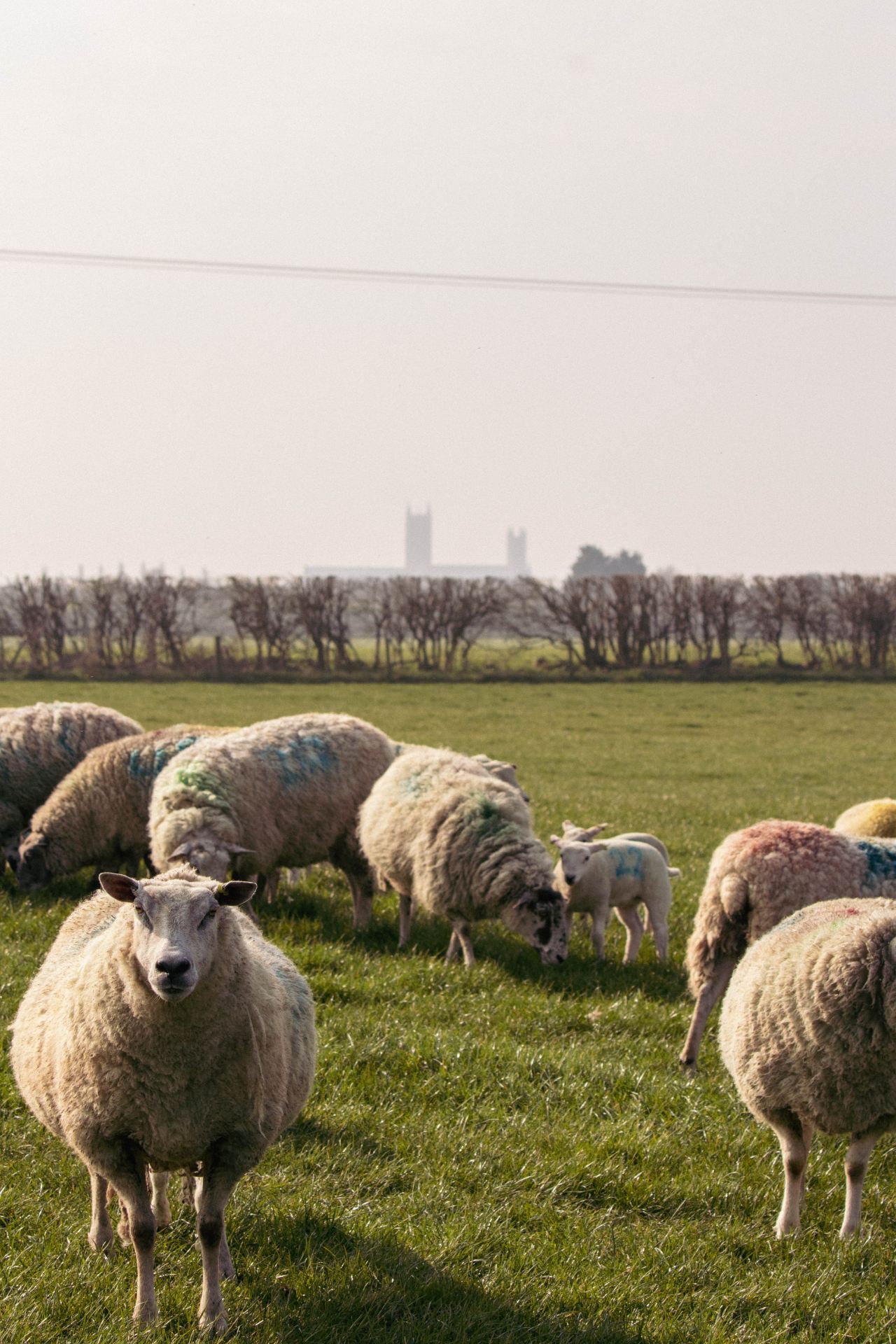 Image of sheep in a field
