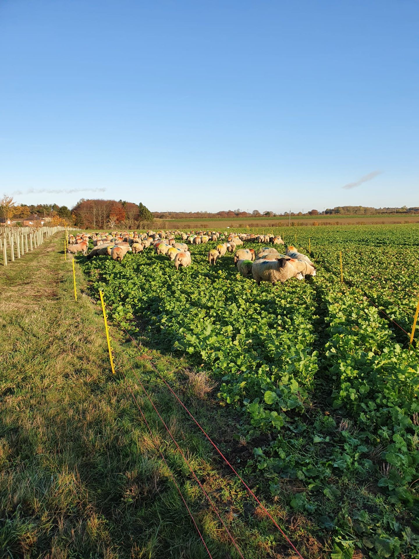 Image of sheep grazing cover crops in a field