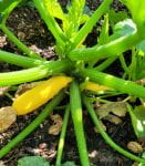 Yellow courgette plant