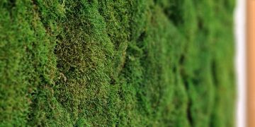 Close up of a very green mossy wall