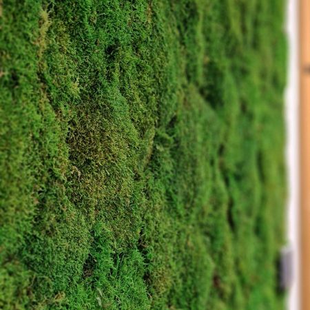 Close up of a very green mossy wall