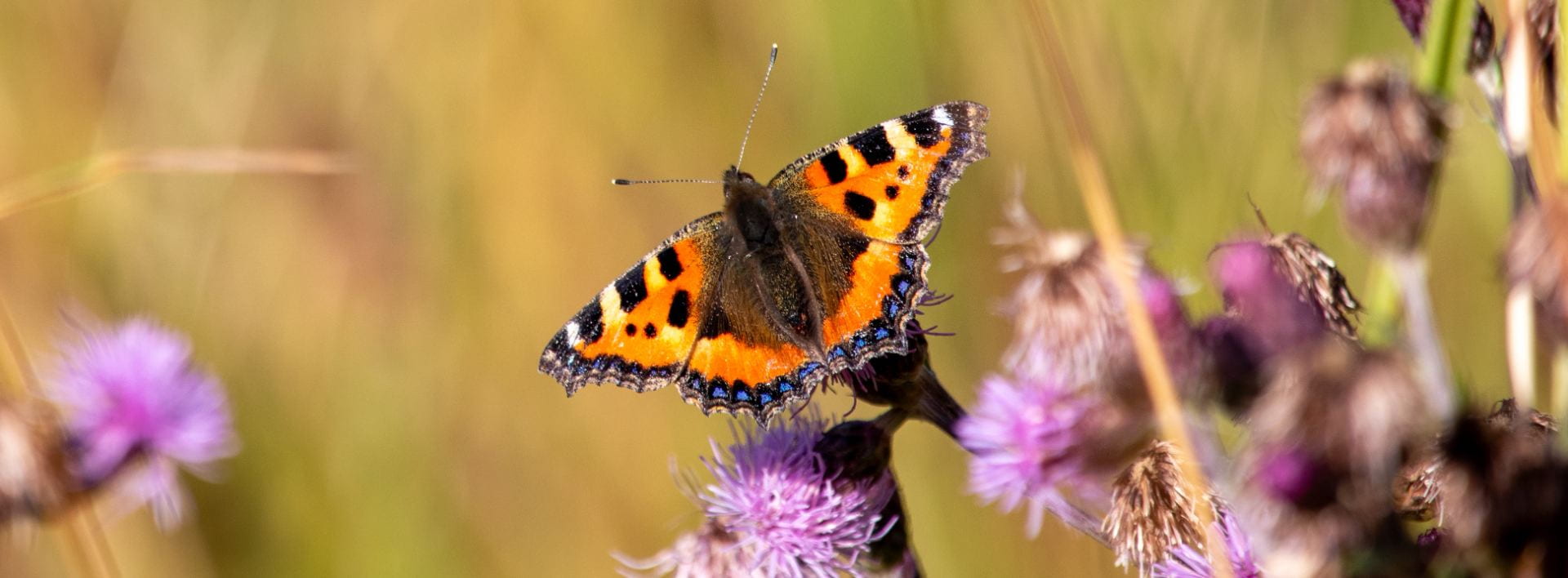 a butterfly on a purple thistle<br />
