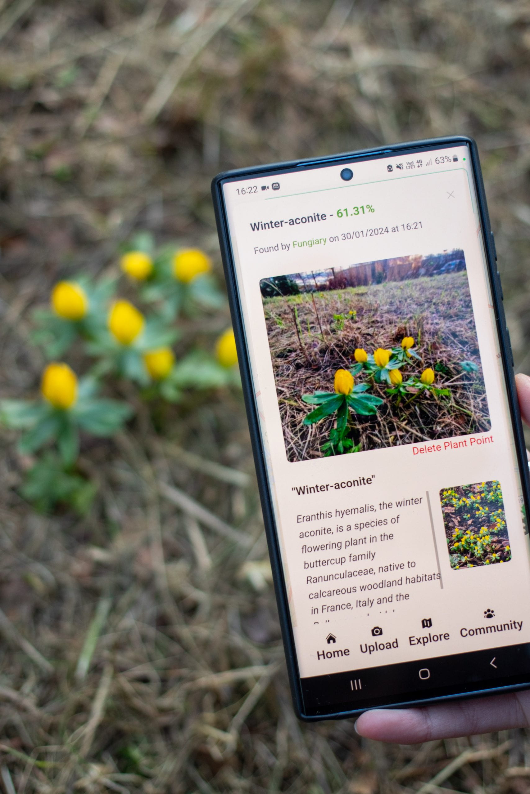 A phone screen shows an image id of small yellow flowers on a plant with text describing it as winter aconite.